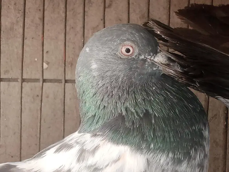 King Female's for sale — photo 10