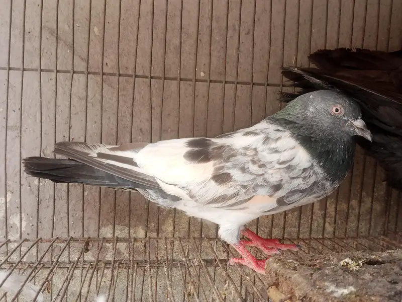 King Female's for sale — photo 11