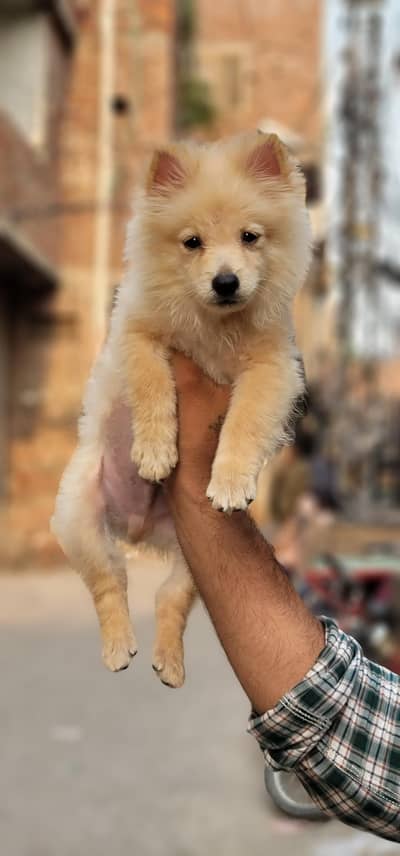Pomranian Male Puppy Zero Size Available For Good Homes
