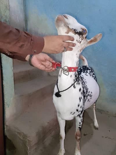 teaddy bakri zero size