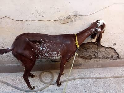 1 Goatswith 2 baby female goats urgent Sell