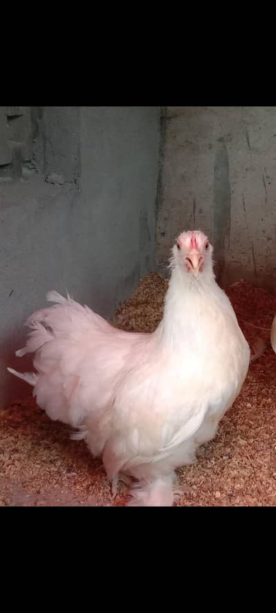 Pure Paper white Bantam breedar Female FOR SALE