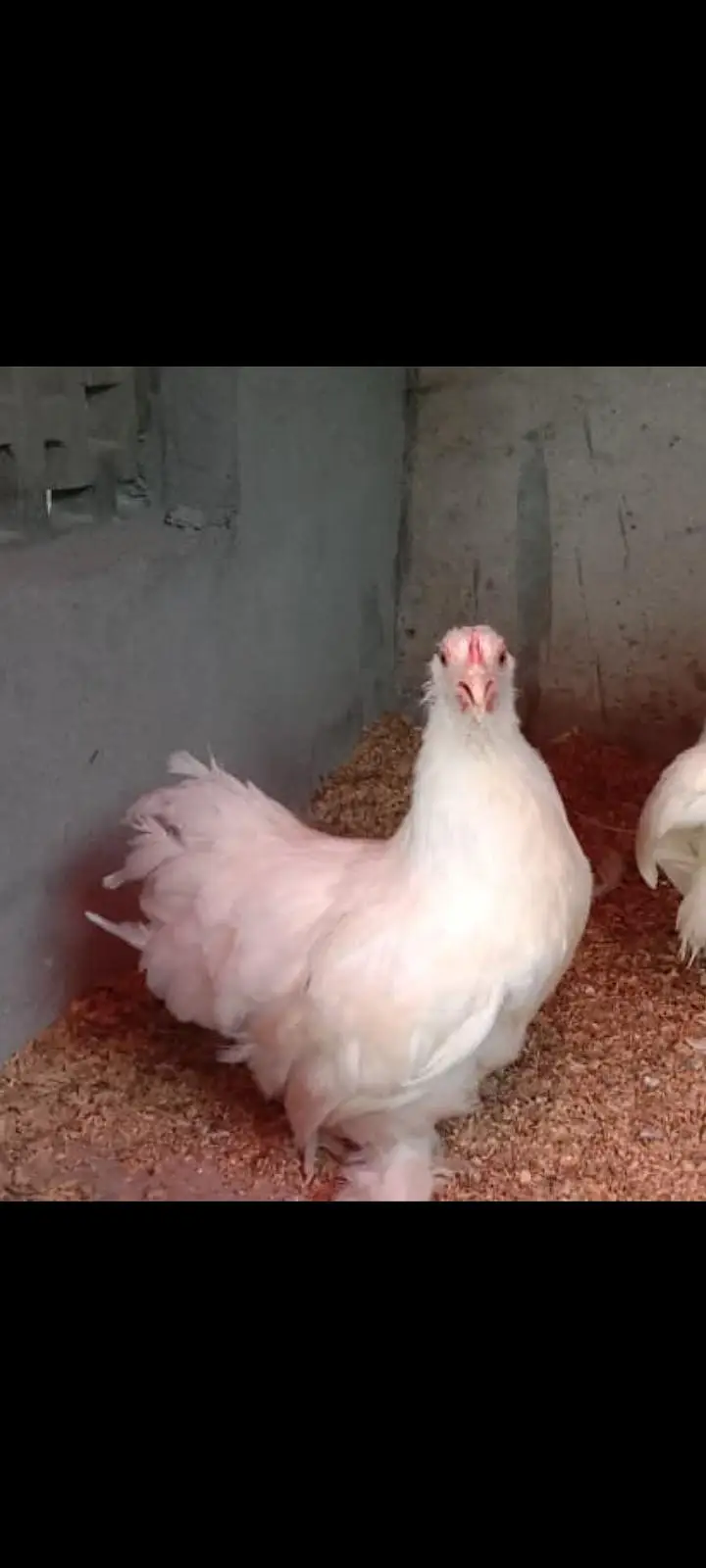 Pure Paper white Bantam breedar Female FOR SALE — photo 2