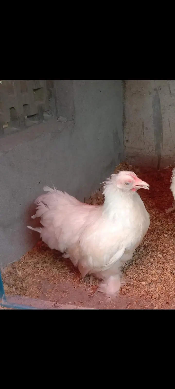 Pure Paper white Bantam breedar Female FOR SALE — photo 3