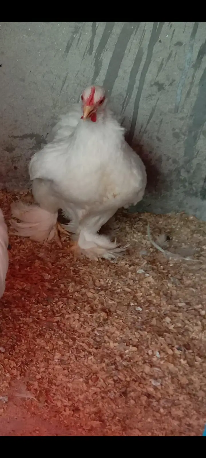 Pure Paper white Bantam breedar Female FOR SALE — photo 4