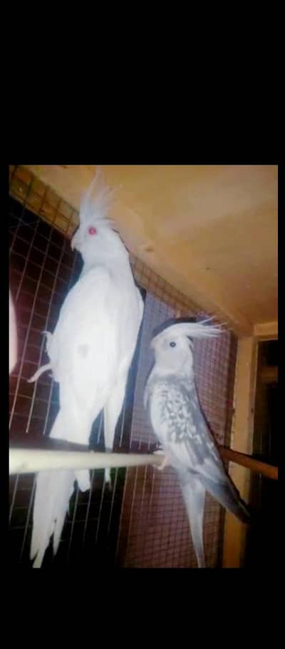 cocktail pair