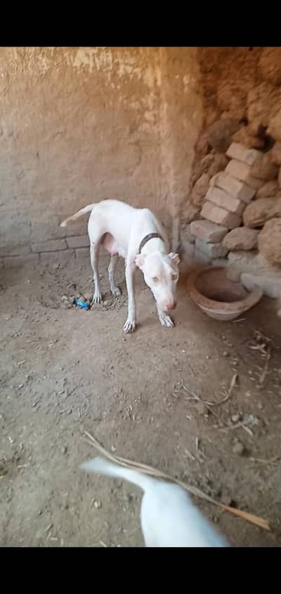 gultair female