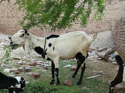 Bakri bacho ka sath ha Desi bakri