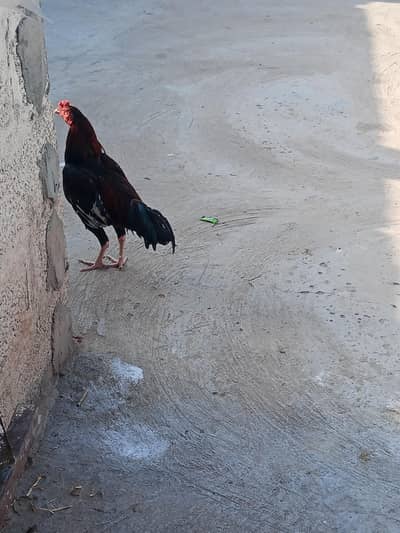 asel murga for sale