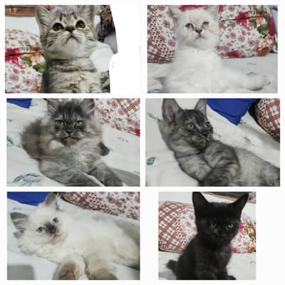 super fluffy top original quality female  male both kitten available