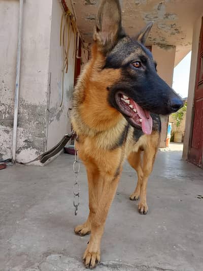 Pure German Shepherd for sale