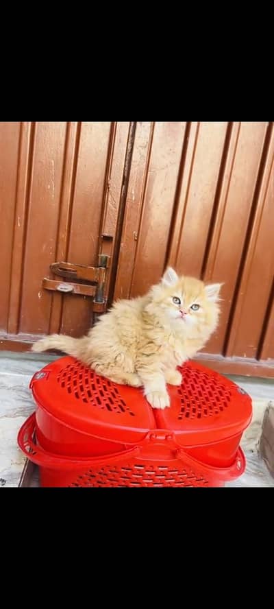 persian cat for sale MywatsapppNumber 0344-56-89-749
