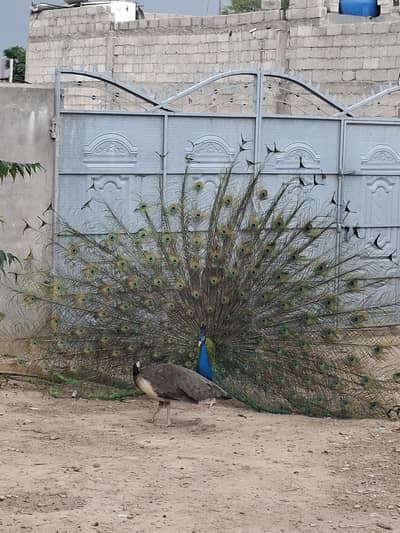 Breeder Peacocks set