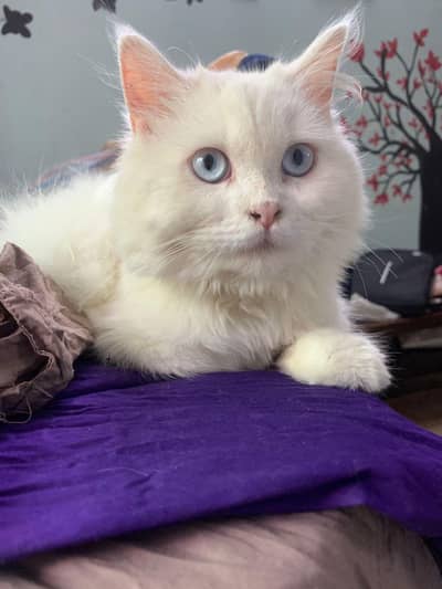 ragdoll x Persian 6 month old cat for sale