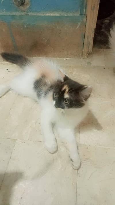 bhot loving or friendly cat ha polite bhi ha