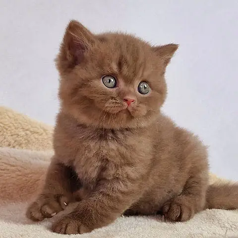 Scotish Fold + BRITISH SHORT HAIR MALE AND FEMALE KITTEN AVAILABLE — photo 2