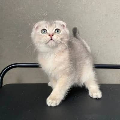 Scotish Fold + BRITISH SHORT HAIR MALE AND FEMALE KITTEN AVAILABLE