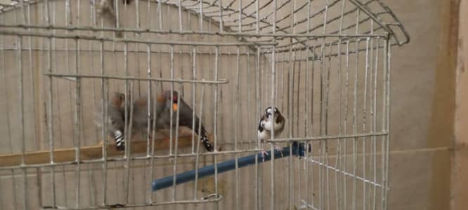 zebra finches for sale