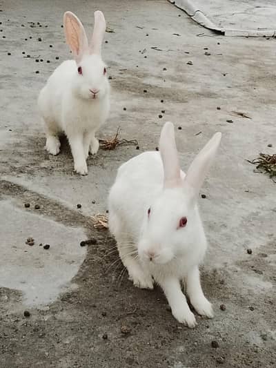 Rabbits  pairs