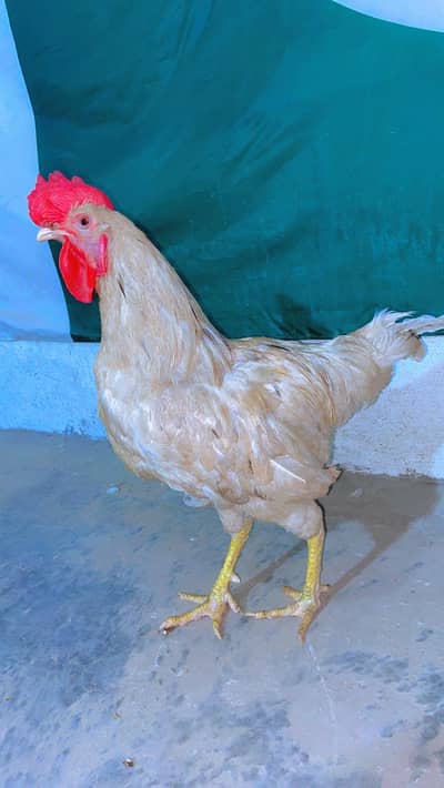 White Murga Healthy and active.