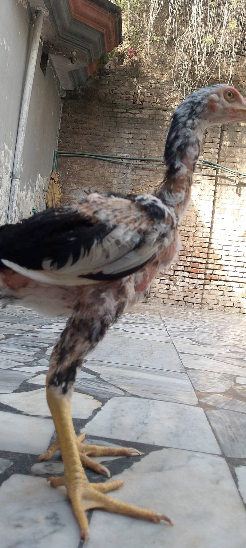 original sindhi 1
