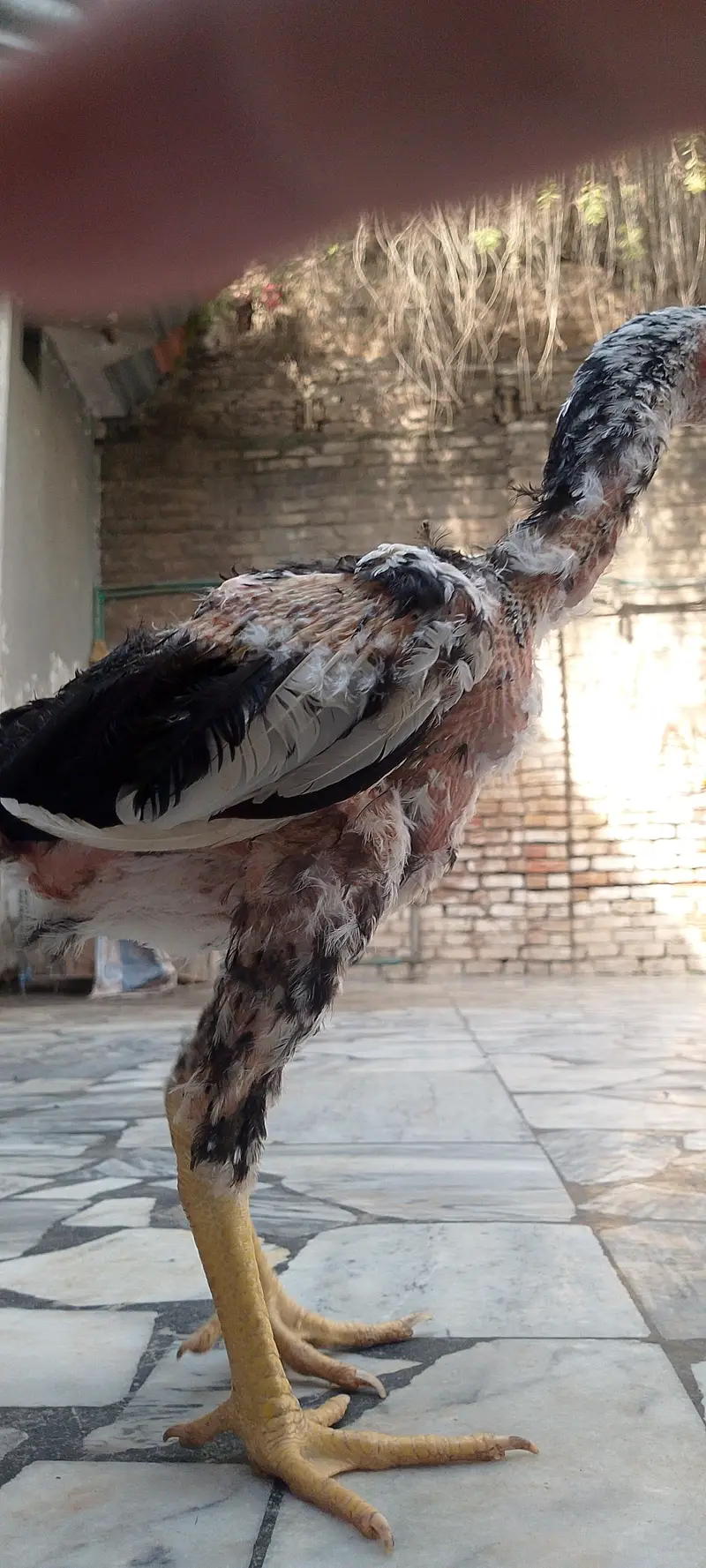 original sindhi — photo 3