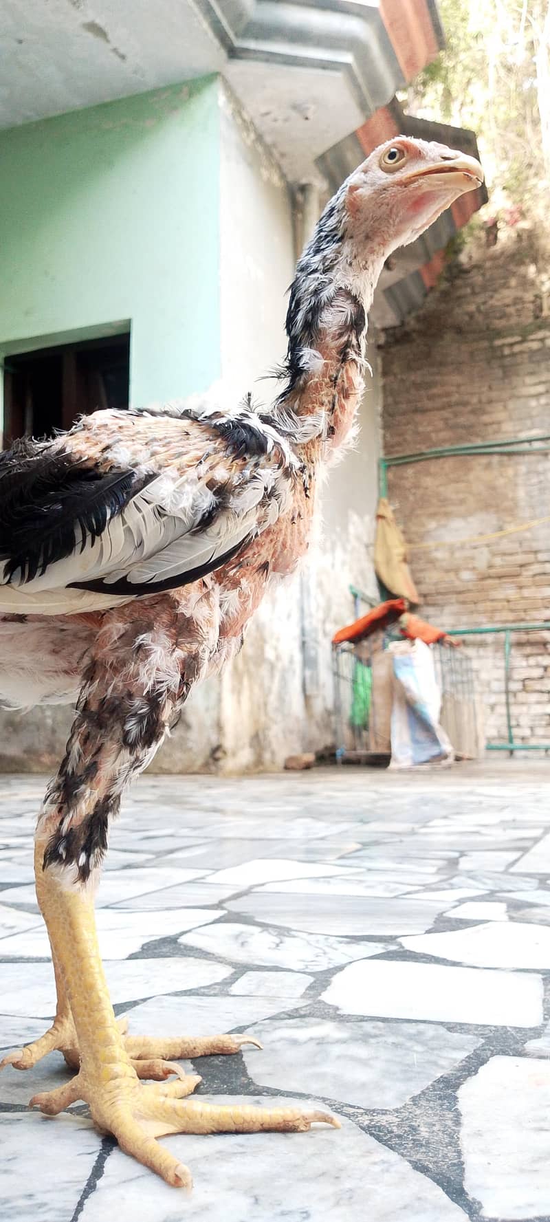 original sindhi 3