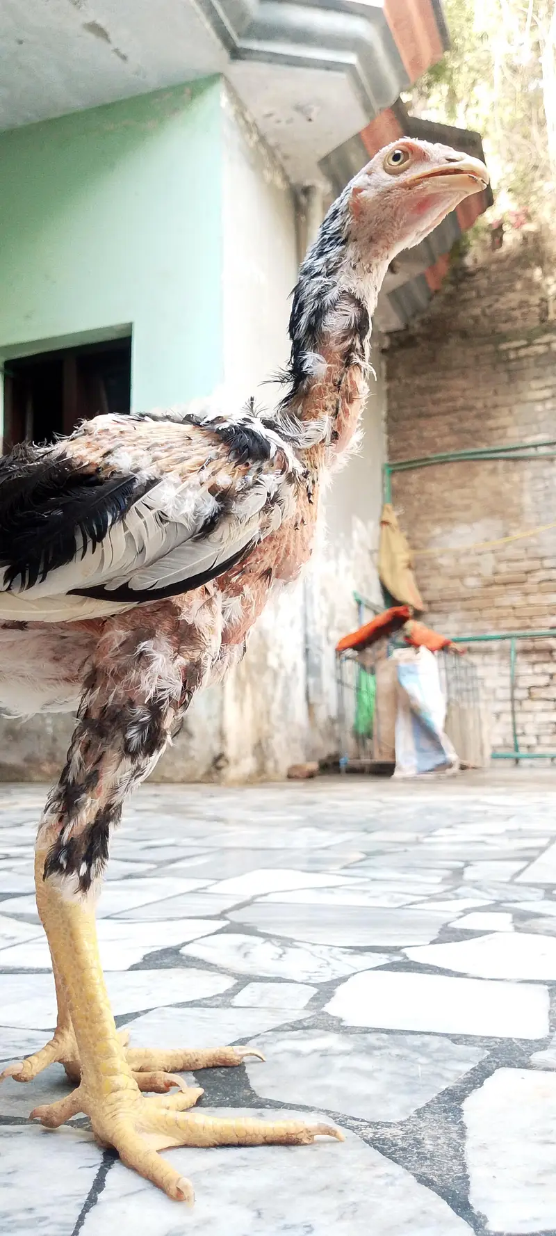 original sindhi — photo 4