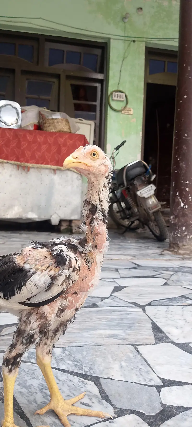 original sindhi — photo 5
