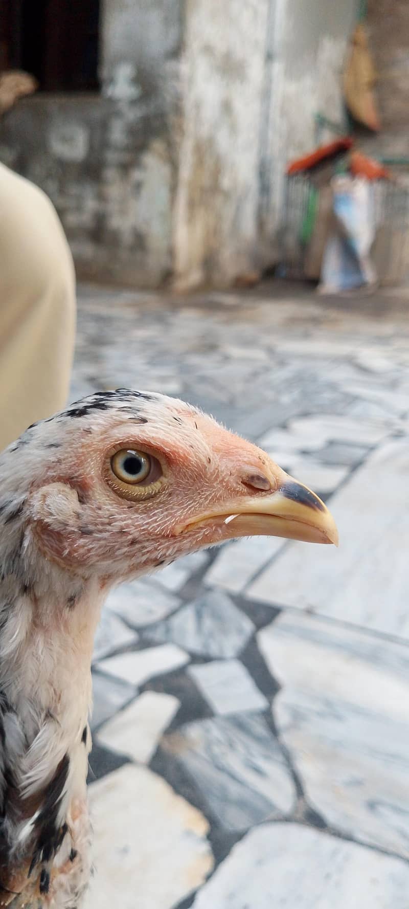 original sindhi 5