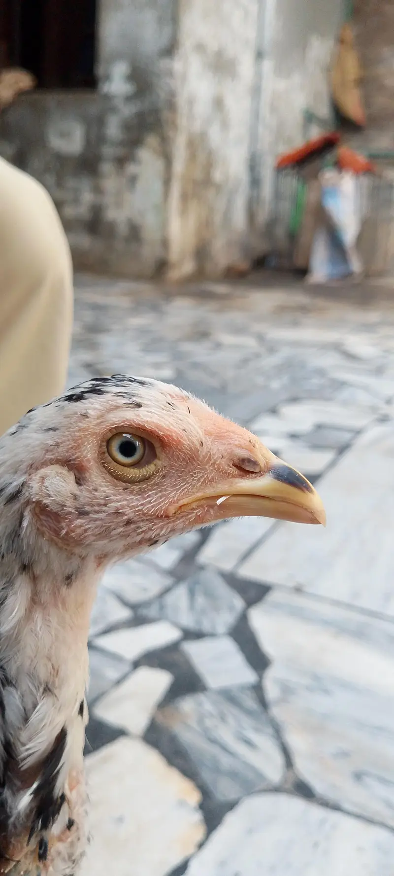 original sindhi — photo 6