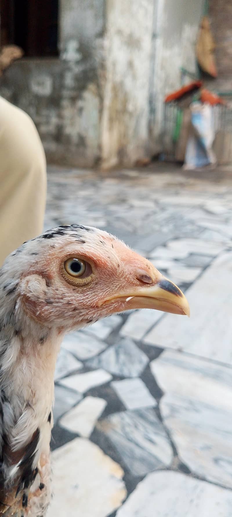 original sindhi 6