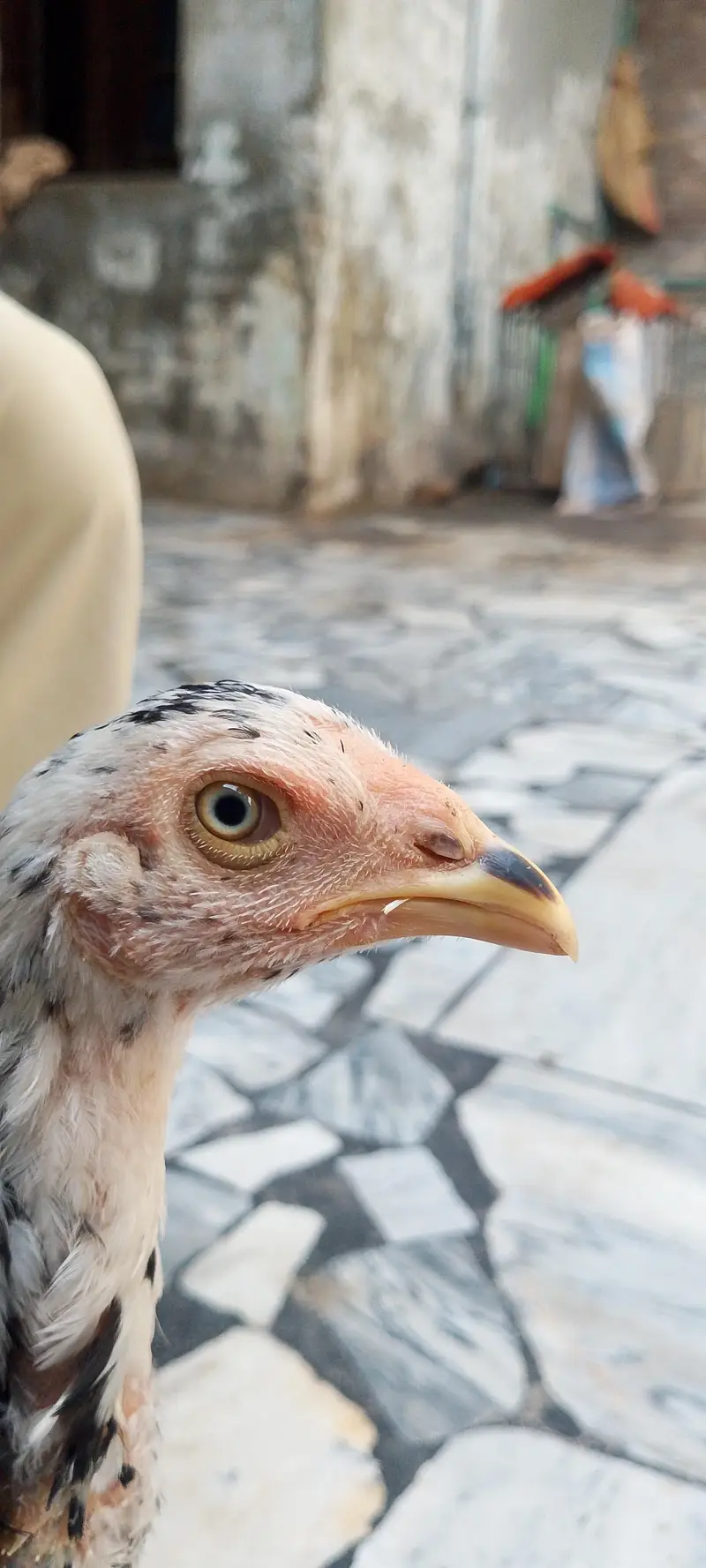 original sindhi — photo 7