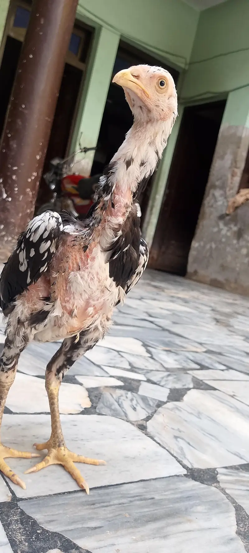 original sindhi — photo 8