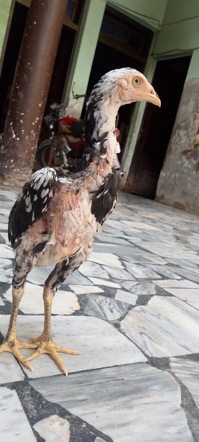 original sindhi — photo 9