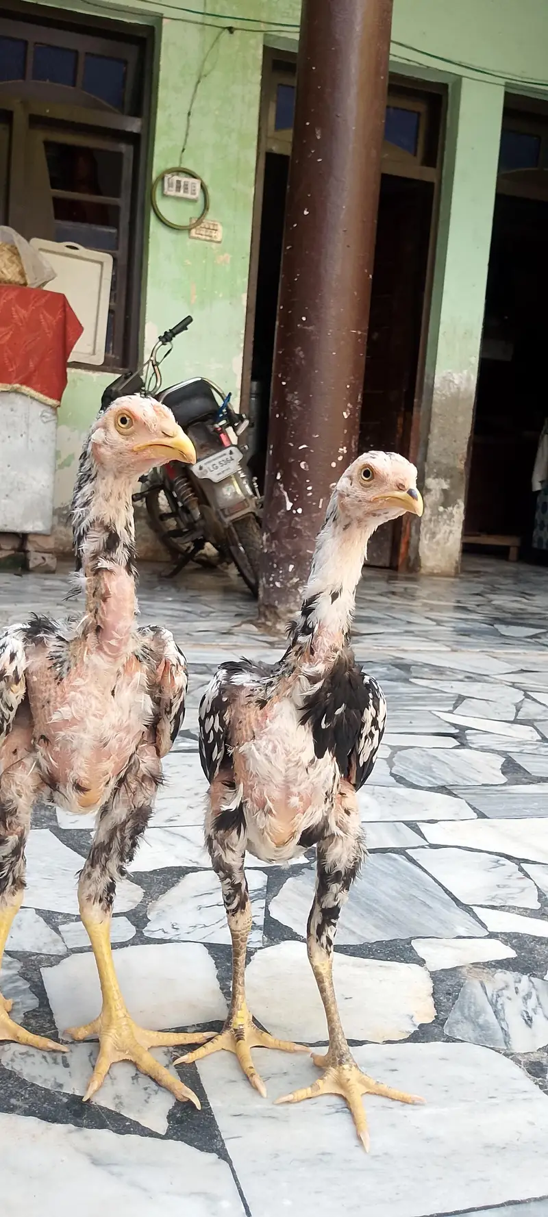 original sindhi — photo 10