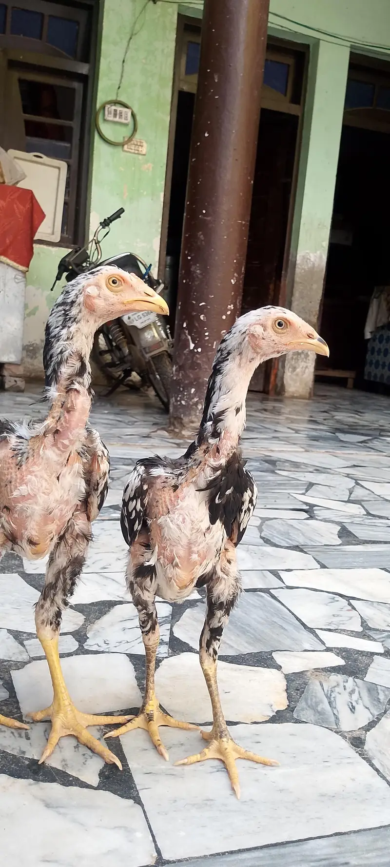 original sindhi — photo 11