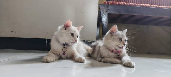 Persian Triple Coat Pair for Sale - 0 three zero 4 one 3 five 4 7 66