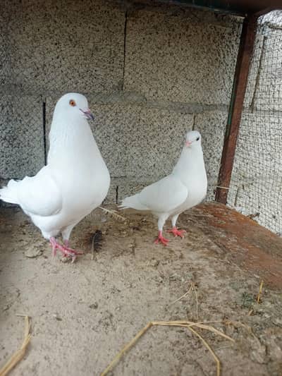 3 fancy pair