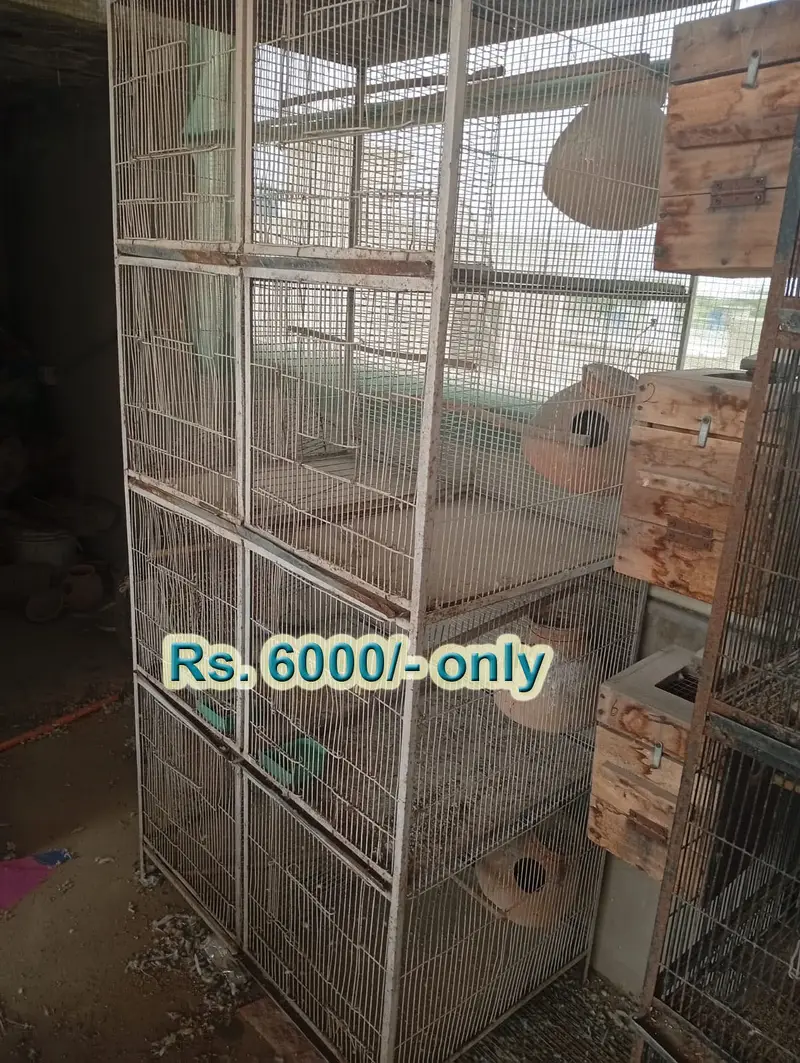 Bird Cages for Sale – Available at Reasonable Prices | Pinjra For Sale