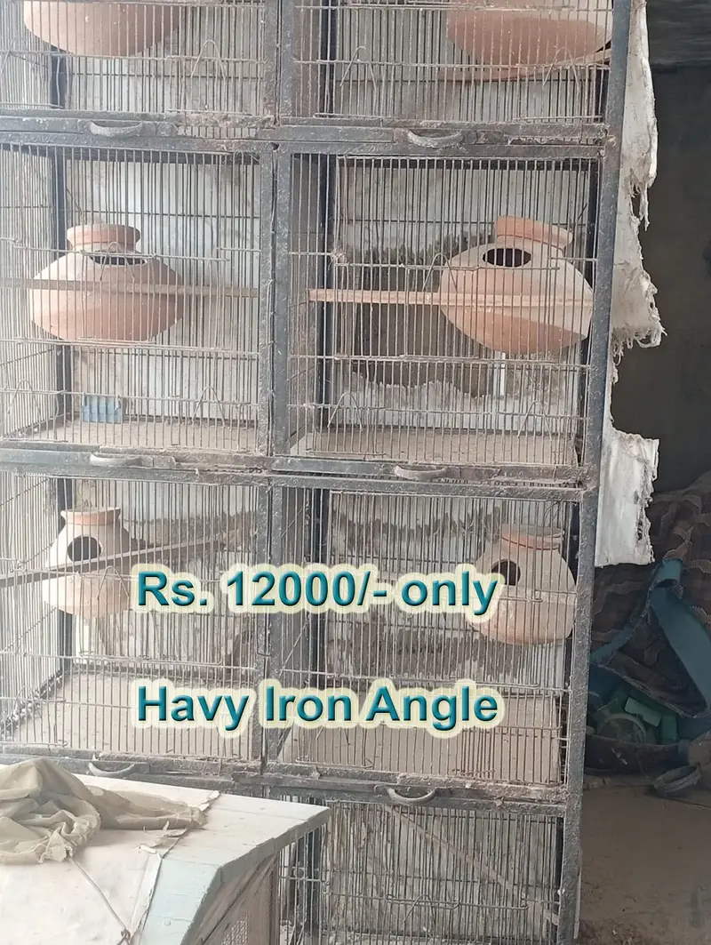 Bird Cages for Sale – Available at Reasonable Prices | Pinjra For Sale — photo 3