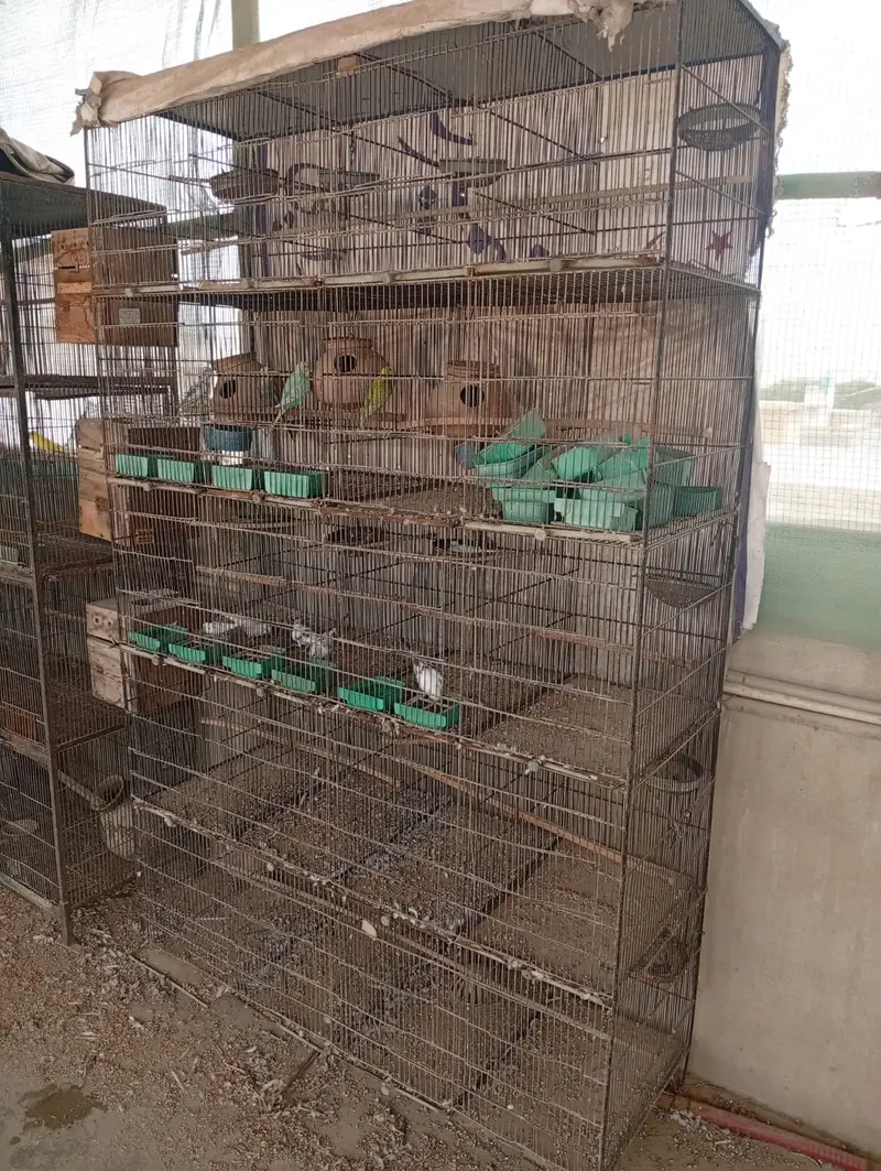 Bird Cages for Sale – Available at Reasonable Prices | Pinjra For Sale — photo 4