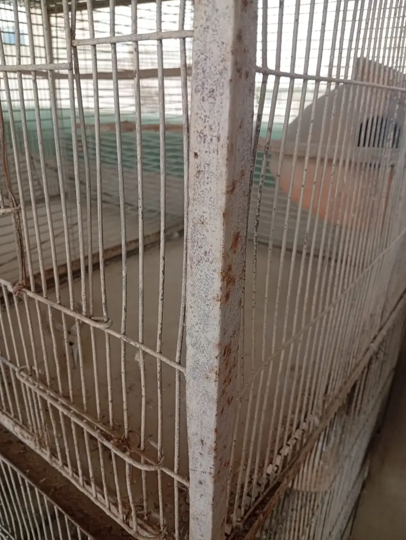 Bird Cages for Sale – Available at Reasonable Prices | Pinjra For Sale — photo 5