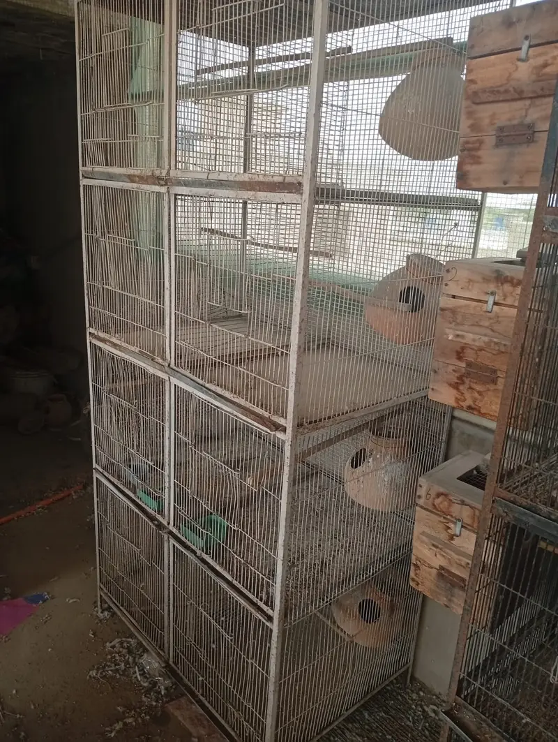 Bird Cages for Sale – Available at Reasonable Prices | Pinjra For Sale — photo 6