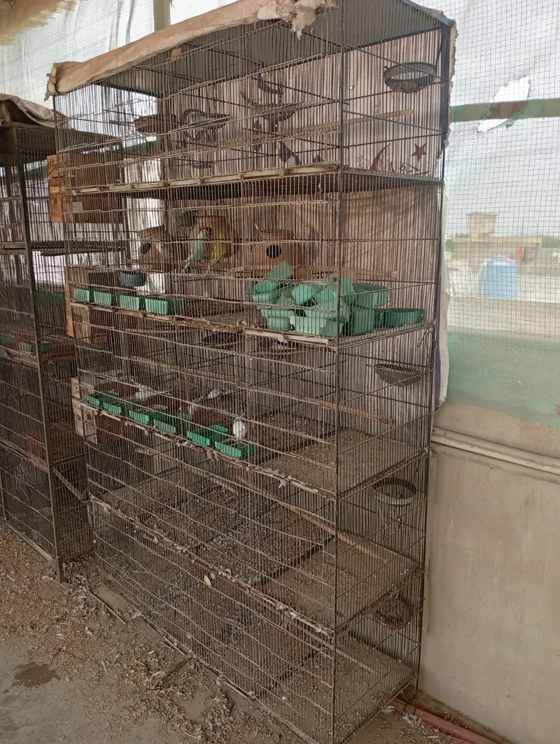 Bird Cages for Sale – Available at Reasonable Prices | Pinjra For Sale — photo 7