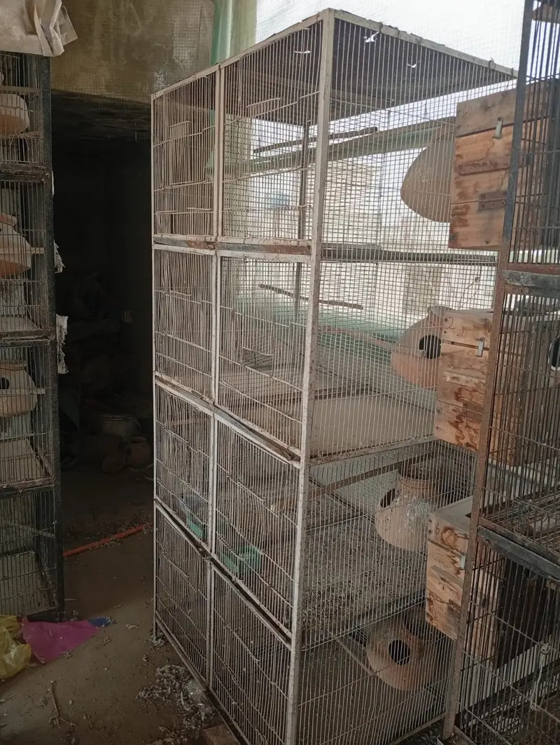 Bird Cages for Sale – Available at Reasonable Prices | Pinjra For Sale — photo 8