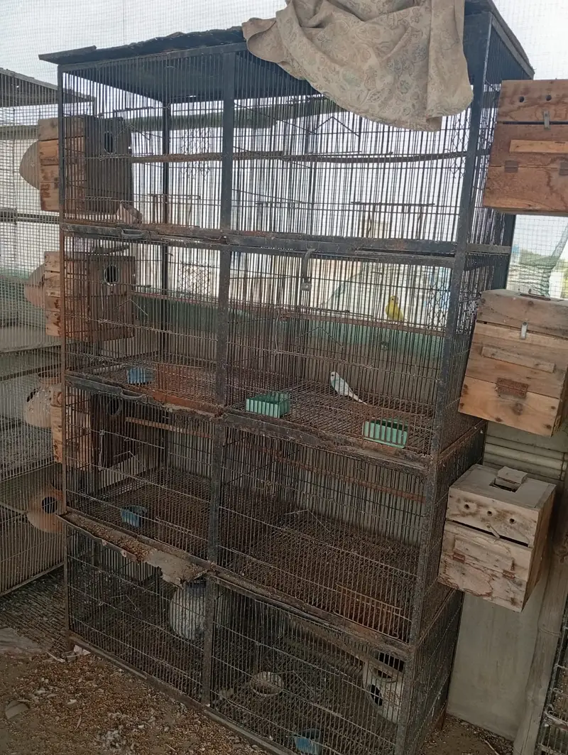 Bird Cages for Sale – Available at Reasonable Prices | Pinjra For Sale — photo 9