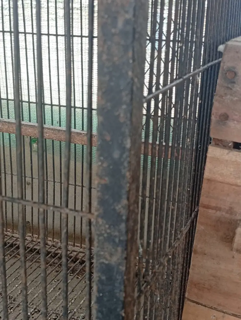 Bird Cages for Sale – Available at Reasonable Prices | Pinjra For Sale — photo 10