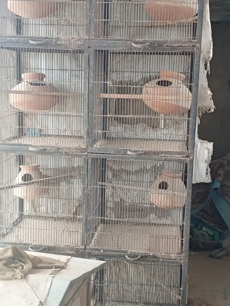 Bird Cages for Sale – Available at Reasonable Prices | Pinjra For Sale — photo 12