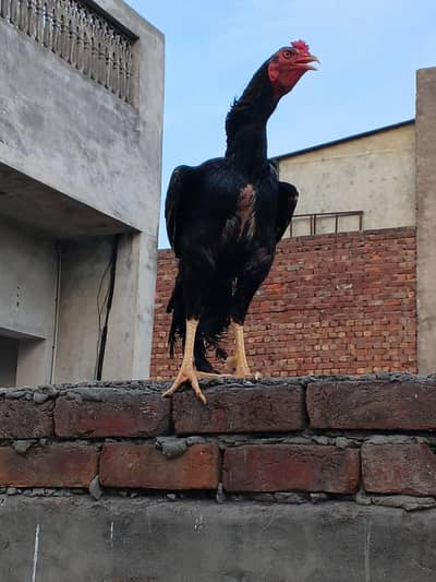 Pure Aseel (Raampuri)